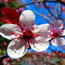Macro Blossoms