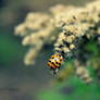 Ladybug in the cold...