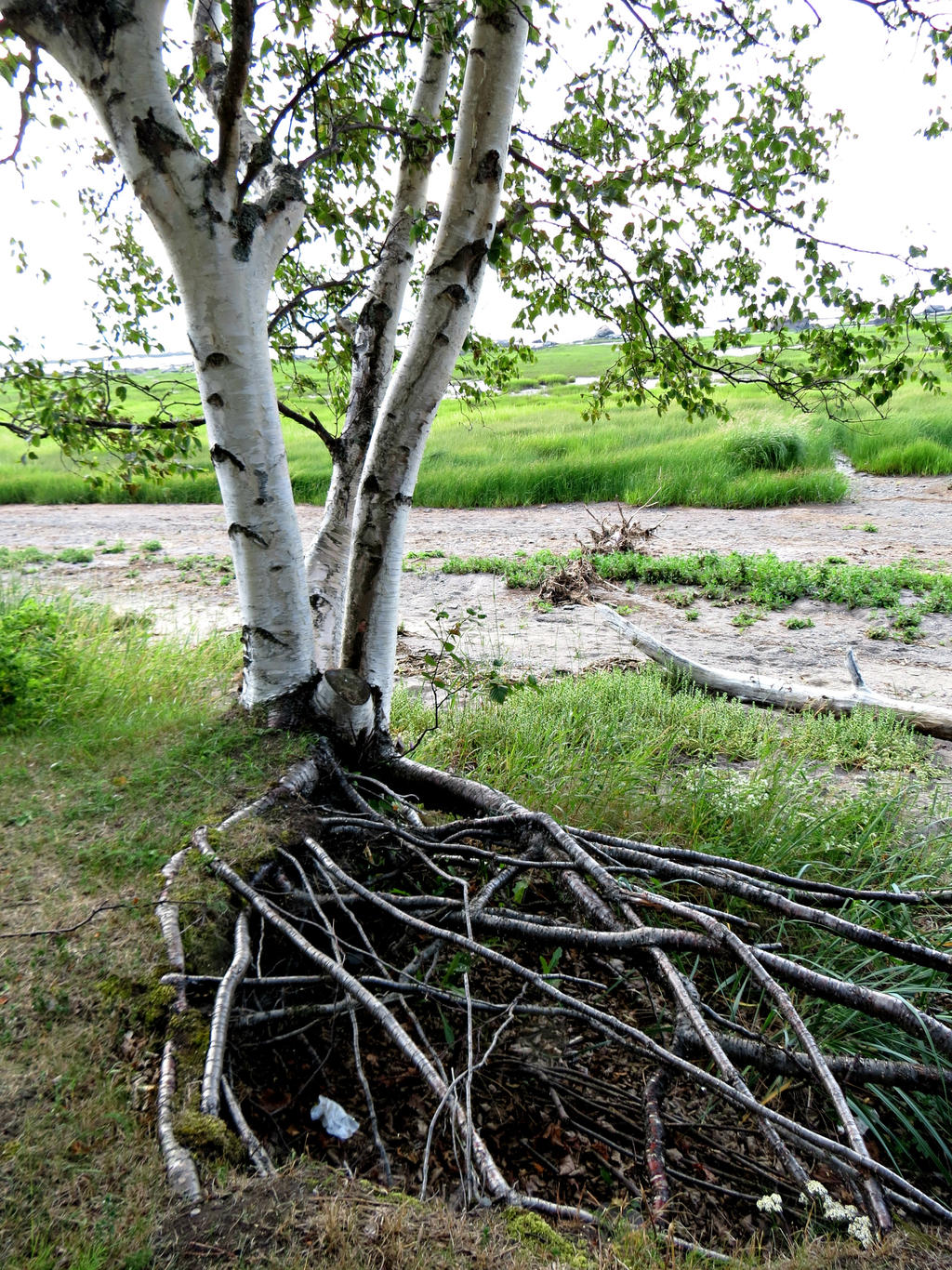 Birch Tree Roots By Michies Photographyy On DeviantArt birch-tree-roots-by-michies-photographyy-on-deviantart