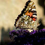 Painted Lady...