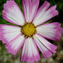 Pink Edged Flower (2)