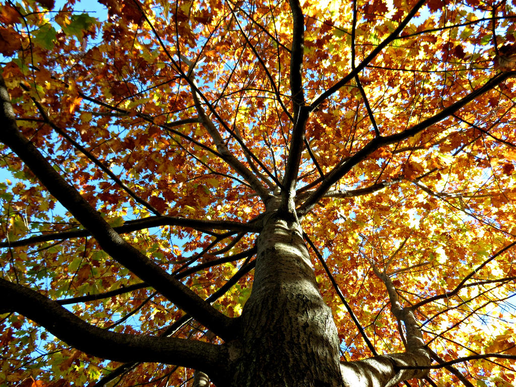 Looking up in the Fall