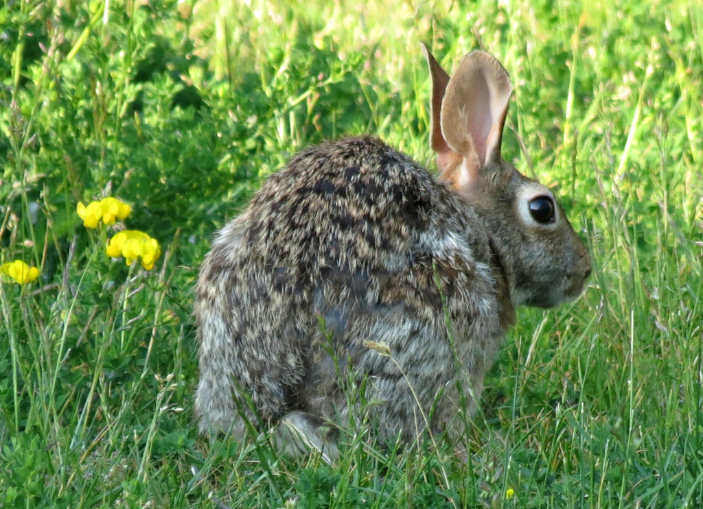 Hello Rabbit by Michies-Photographyy on DeviantArt