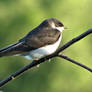 Close up Birdy on a Branch