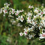 Tiny White Flowers