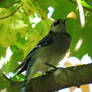 Bluejay Under the Leaves