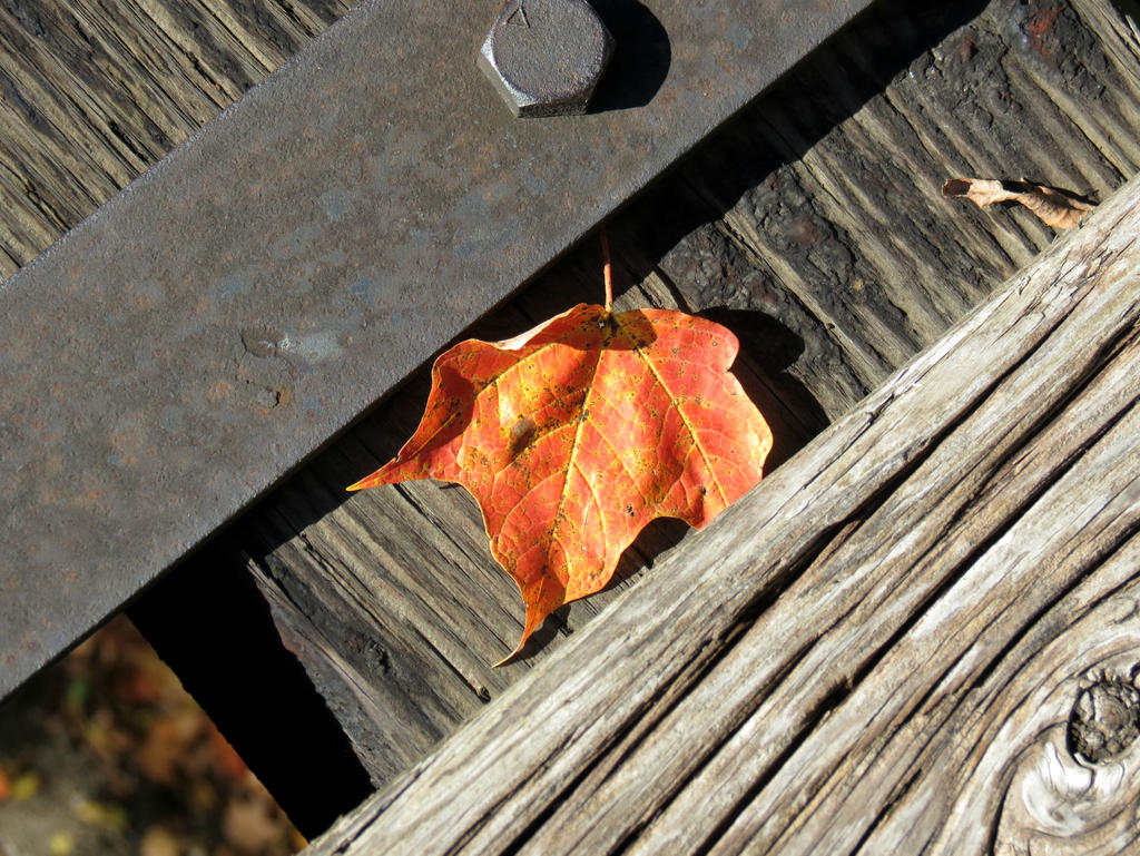 Orange Leaf on the Tracks