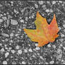 Leaf on the Pavement