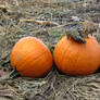 2 Pumpkins in the Field