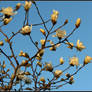 Blossoms Against the Sky..