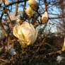 White Blossom