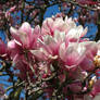 Magnolia Cluster