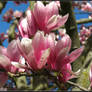 Beauty Filled Magnolias