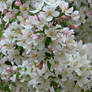 White Blossoms..