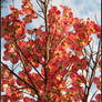 Pink Flowering Dogwood