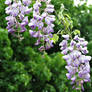 Wisteria