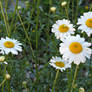 Daisies