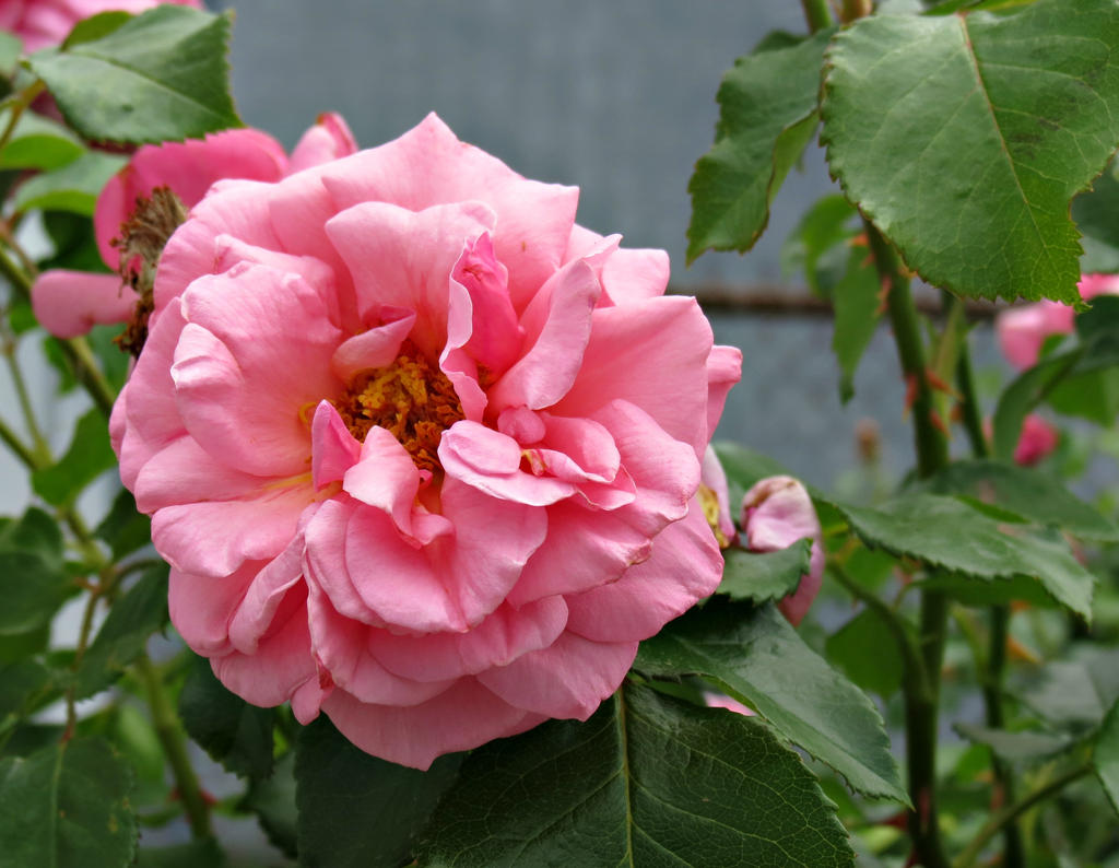 Fluffy Rose by Michies-Photographyy on DeviantArt