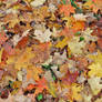 Blanket of Leaves