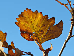 Crispy Fall Leaf by Michies-Photographyy