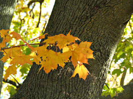 Golden Leaves