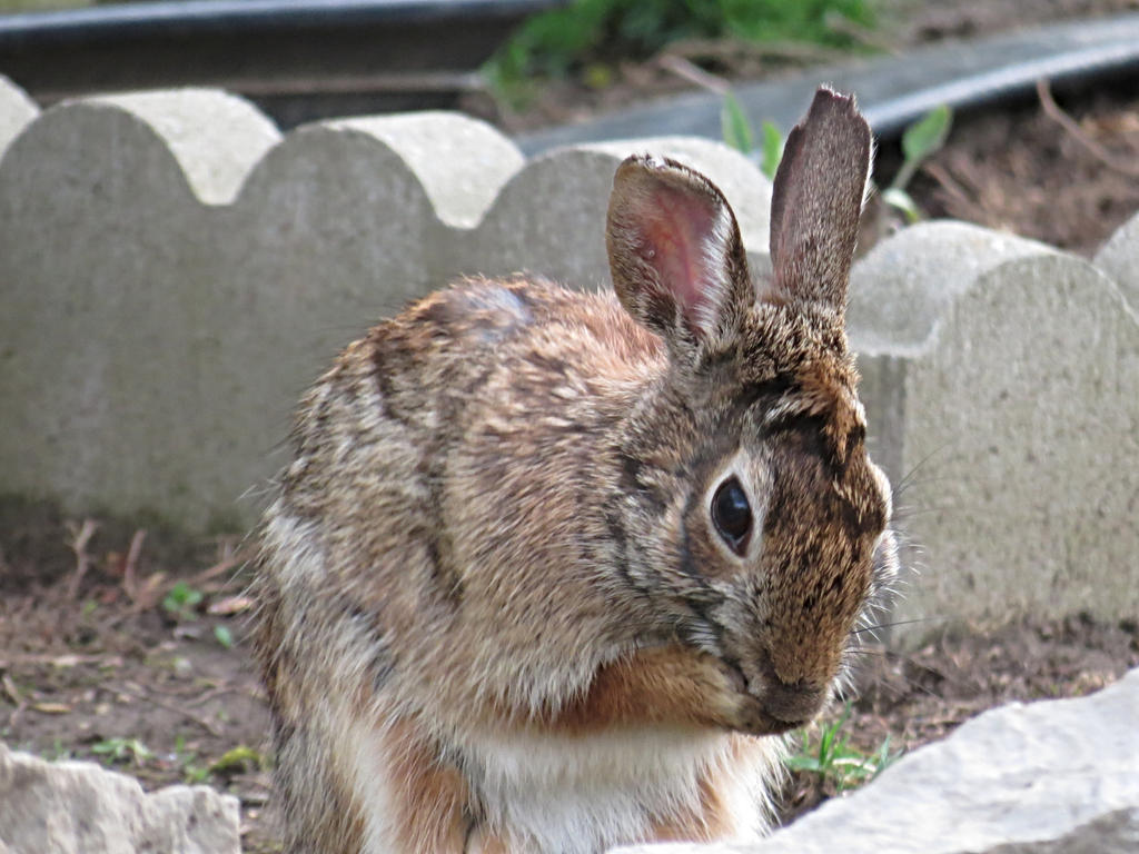 Grooming Bunny