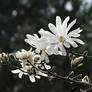 White Star Magnolia