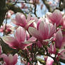 Spring Magnolias