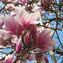 Magnolias (1)