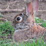 Relaxing Bunny