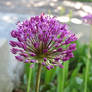 Cute Allium