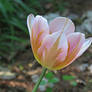 Pink and Orange Tulip