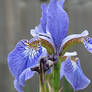 Closeup Iris