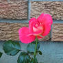 Rose by the Wall