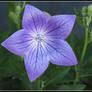 Balloon Flower