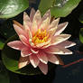Peachy Pink Waterlily