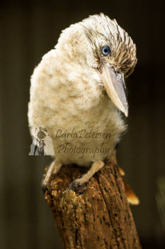 Blue Eyed Kookaburra