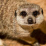 A Curious Little Meerkat