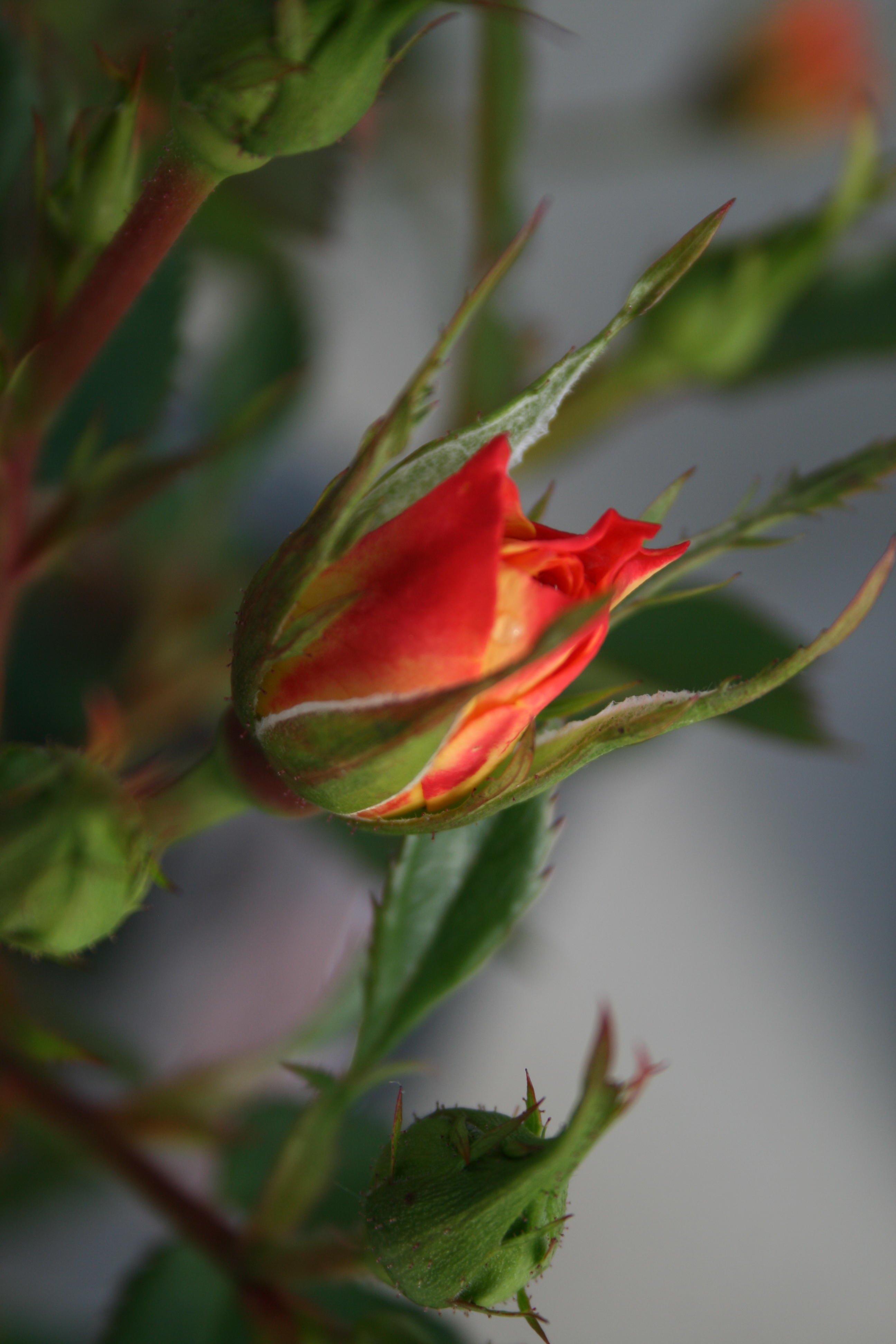 Rose bud