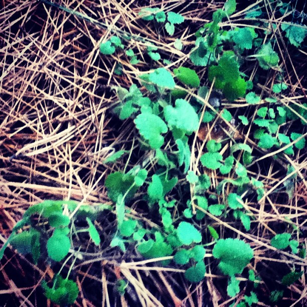 Clover in Pine