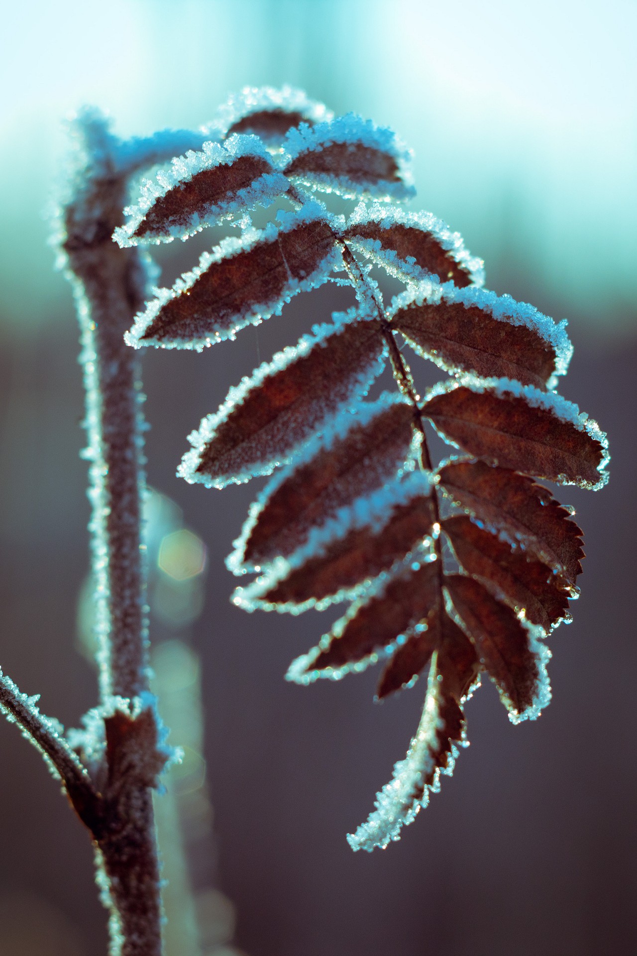 Hoarfrost #4