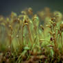 Sporophyte #3