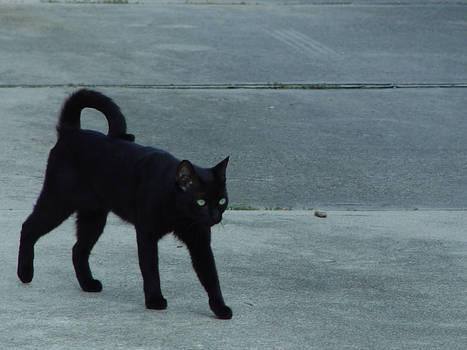 concrete panther