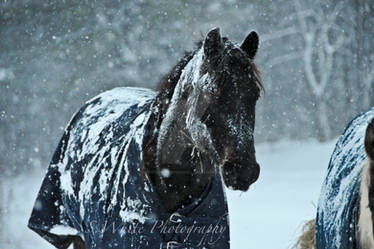 Snow Pony