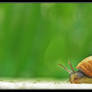 Snail