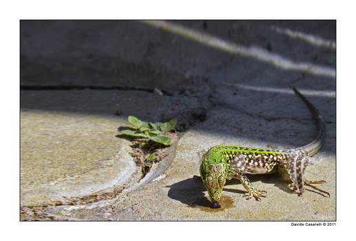 wall lizard