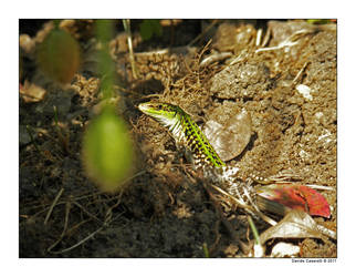 wall lizard 2