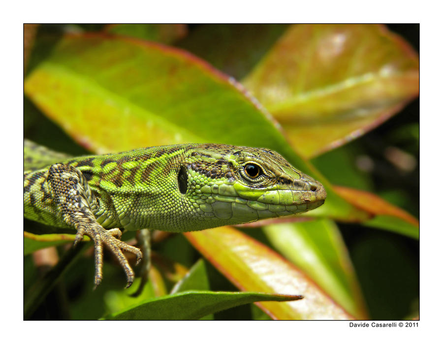 wall lizard 5