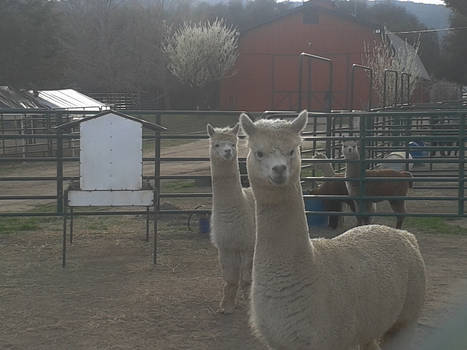 Alpacas