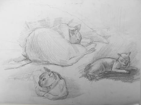 Cat study sketch by SatenkoDmitry